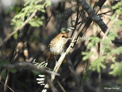 Knipolegus striaticeps