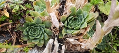 Sempervivum heuffelii