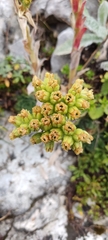 Sempervivum heuffelii