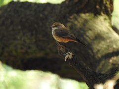 Pyrocephalus rubinus