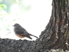 Pyrocephalus rubinus