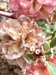 Tripterocalyx micranthus