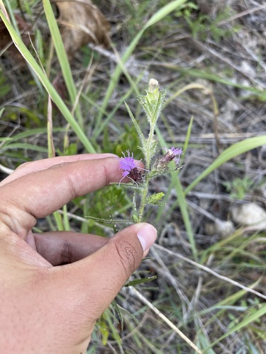 Image of Liatris hirsuta by (c) Brandon Corder, some rights reserved (CC BY)