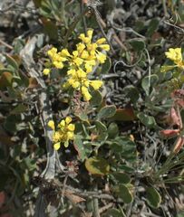 Eriogonum arcuatum