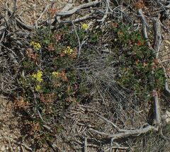 Eriogonum arcuatum
