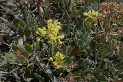 Eriogonum arcuatum
