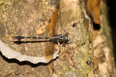 Phyllocycla gladiata