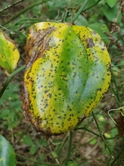 Pseudocercospora smilacicola