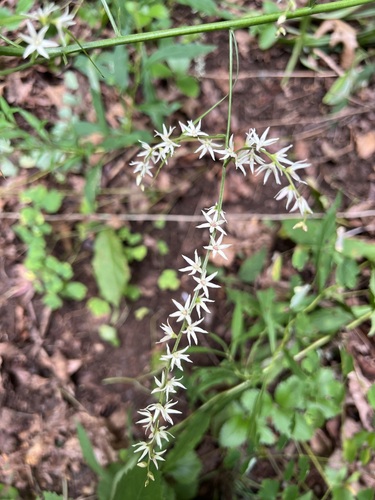 Image of Stenanthium gramineum by (c) ladyjanaye, some rights reserved (CC BY)