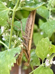 Mantis religiosa