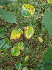 Pseudocercospora smilacicola