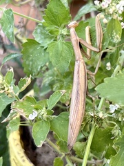 Mantis religiosa