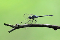 Micrathyria catenata