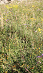 Peucedanum ruthenicum