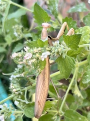 Mantis religiosa