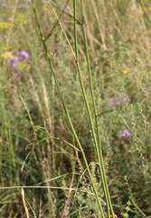 Peucedanum ruthenicum