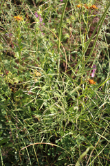 Peucedanum ruthenicum