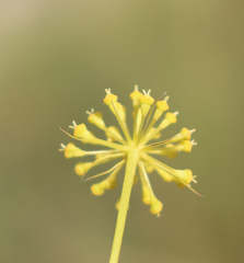 Peucedanum ruthenicum