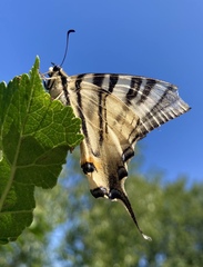 Iphiclides podalirius