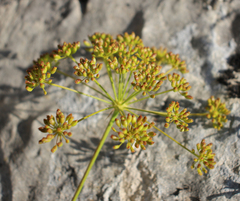Peucedanum ruthenicum