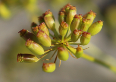 Peucedanum ruthenicum