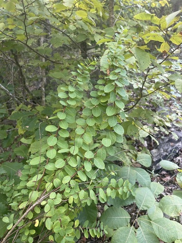 Image of Phyllanthopsis phyllanthoides by (c) Brandon Corder, some rights reserved (CC BY)