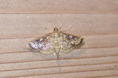 Herpetogramma thestealis