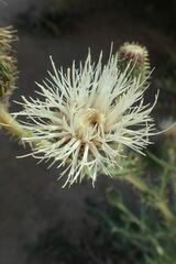 Cirsium canescens