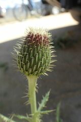 Cirsium canescens