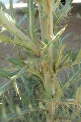 Cirsium canescens