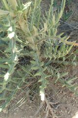 Cirsium canescens