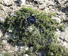 Rhamnus tortuosa