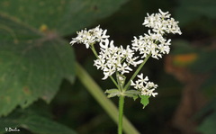 Heracleum dissectum