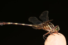 Phyllocycla gladiata