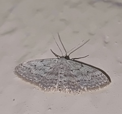 Idaea seriata