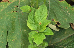 Heracleum dissectum