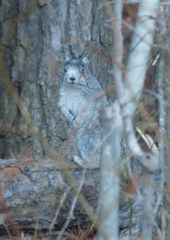 Sciurus niger cinereus