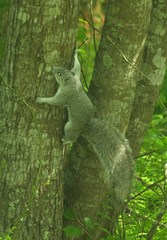 Sciurus niger cinereus