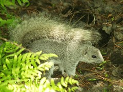 Sciurus niger cinereus