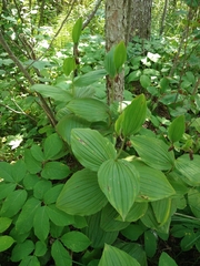 Cypripedium reginae