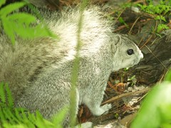 Sciurus niger cinereus