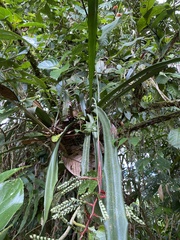 Aechmea pubescens