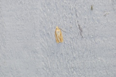 Sparganothis tristriata