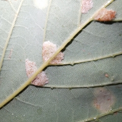 Aceria pseudoplatani