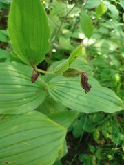 Cypripedium reginae