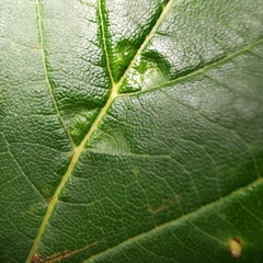 Aceria pseudoplatani