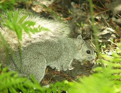 Sciurus niger cinereus
