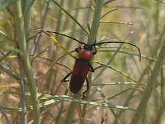 Crossidius coralinus