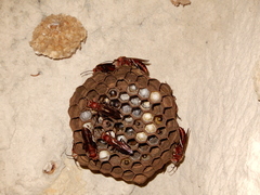 Polistes tenebricosus