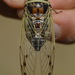 Scrub Cicada - Photo (c) Dan Johnson, some rights reserved (CC BY-NC), uploaded by Dan Johnson